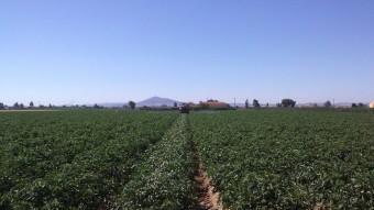 Cultiu de tomàquets, a Agraz (Extremadura).  ARXIU