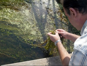 Un tècnic compta les larves de mosca negra en els macròfits del riu. ARXIU/ JUDIT FERNÀNDEZ