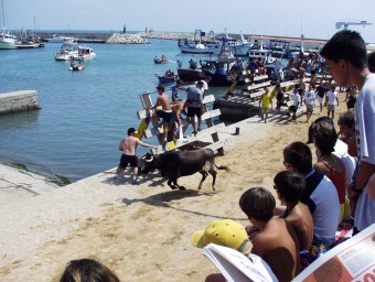 El bous al mar de les Cases d'Alcanar han estat sancionats per no fer-se en un recinte tancat. ARXIU