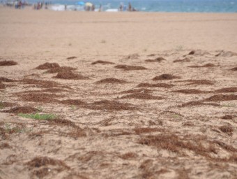 Dunes que es comencen a formar a la platja de la Paella de Torredembarra EL PUNT AVUI