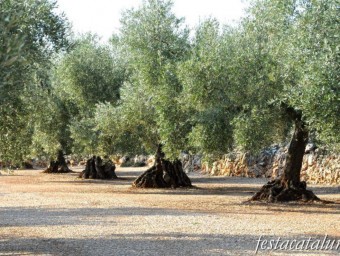 Les oliveres, un arbre clau en l'economia, surt 95 cops als carrers de poblacions catalanes.  ARXIU