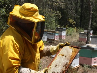 Un apicultor mostra ahir els efectes de la calor sobre les abelles i un camp d'ametllers de la zona de les Garrigues que han patit els efectes de la calor extrema ACN / E. POMARES