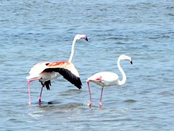 Els flamencs són les aus aquàtiques més característiques del delta de l'Ebre. JUDIT FERNÀNDEZ/ARXIU