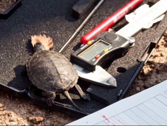 Un exemplar de tortuga d'estany, al costat d'equipament de medició de la Fundació Emys de Riudarenes, que vetlla per la conservació del patrimoni natural. MARÇAL MORELL