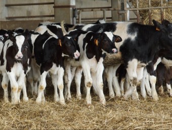 Un grup de vaques d'una explotació vaquí de llet. EL PUNT AVUI
