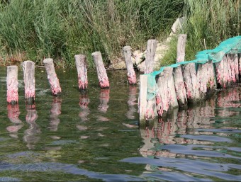 Diverses postes de la plaga de cargol poma en una de les riberes del riu Ebre, propde la zona del desguàs de Capítol i Barques ACN