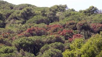 Les clapes de color marró s'escampen als boscos de la serralada litoral però amb més intensitat al Baix Maresme, on els arbres han patit més la sequera juanma ramos