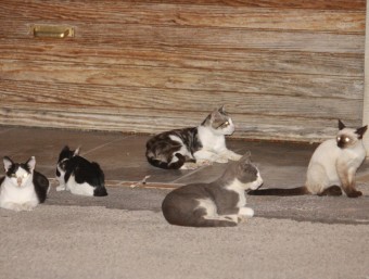 Un grup de gats, sense individus esterilitzats, espera menjar.J.PUNTÍ