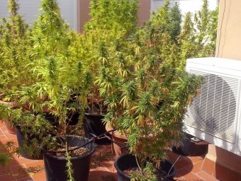 Les plantes de marihuana que van ser localitzades a la terrassa d'un pis del carrer Segarra de Coma-ruga.