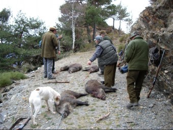 Un grup de caçadors de Llavorsí després amb diversos porcs senglars morts durant una batuda en una imatge d'arxiu MARTA LLUVICH / ACN