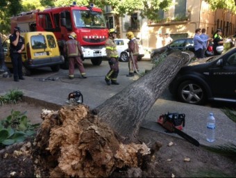 Un arbre va caure ahir pels volts de les cinc de la tarda a la plaça Sant Pere de Girona i va provocar danys en tres vehicles. G. P