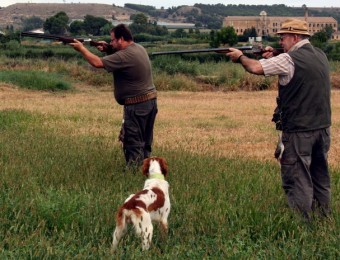 Els caçadors han alertat que la concentració de tudons també és alta a l'Alt Empordà, Pla de l'Estany i Gironès ACN