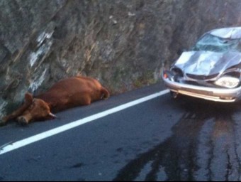L'accident d'un cotxe que va xocar amb una vaca aquest passat dilluns ha motivat que la sots-prefectura de Ceret ordenés el sacrifici de 20 animals RADIO FRANCE ROUSSILLON