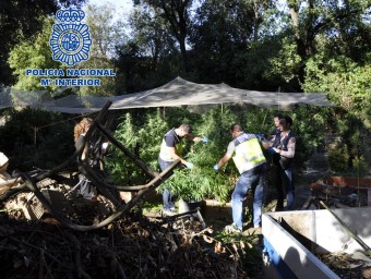 Uns policies en plena feia de segar les plantes de marihuana a Sant Esteve de Llémena. EL PUNT AVUI