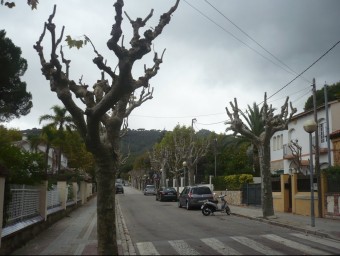 Alguns dels arbres d'Argentona que ja han estat podats, al carrer Dr. Farrero. LL. ARCAL