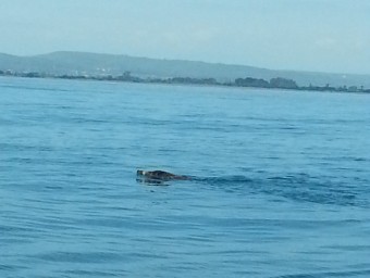 Lluís Furió va fotografiar amb el mòbil el porc senglar nedant al mar LLUÍS FURIÓ