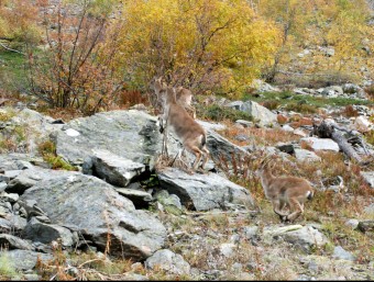 Tres exemplars de la cabra pirinenca que han alliberat aquesta setmana a la Val d'Aran CONSELH GENERAU D'ARAN