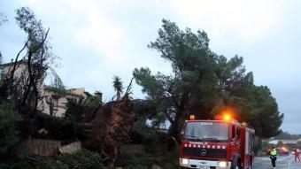 Un pi partit i reixes esbotzades a la urbanització Sole Mio de Mont-roig del Camp, com a conseqüència d'un petit tornado ACN