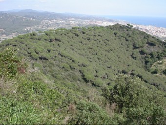 El Parc de la Serralada Litoral ocupa un espai de 7.400 hectàrees entre les comarques del Maresme i el Vallès Oriental ARXIU