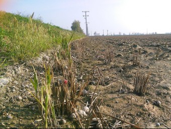 Un camp d'arròs assecat ja a Deltebre durant aquesta setmana. LEONOR BERTOMEU