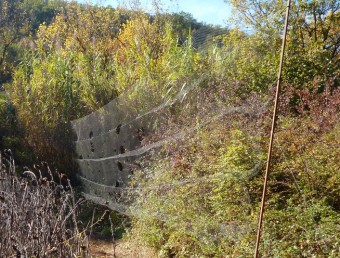 La xarxa japonesa que l'home havia col·locat en una zona boscosa a la Vall d'en Bas A.R