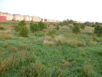 Zona del Safranar pròxima al nucli urbà de Torrent de l'Horta. ESCORCOLL