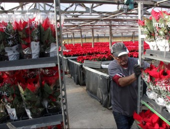 Un treballador al Mercat de la Flor i Planta Ornamental de Vilassar de Mar, ahir ACN