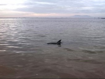 L'aleta d'un dels dofins visible per damunt la superfície, aquest dilluns al Delta de l'Ebre ACN