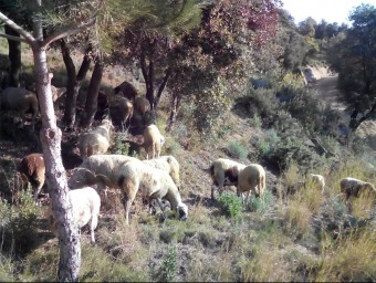 Els xais pasturen a l'entorn de la zona del Mal Temps, al terme municipal de Teià dintre del parc de la Serralada Litoral. CPSL