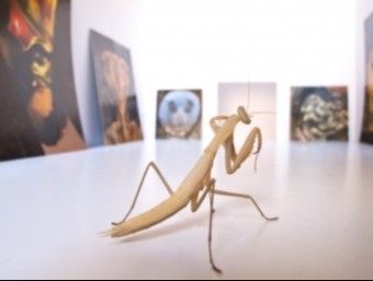 Una Mantis Religiosa recorre la petita sala d'exposicions que l'artista Jordi Abelló ha creat especialment per a aquest insecte. LLUC QUERALT