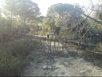 Els ADF van enretirar arbres caiguts a les Gavarres, al Baix Empordà ADF GAVARRES MARÍTIMA