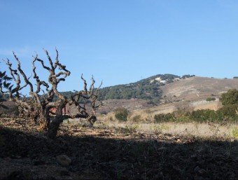 La Vall de Rials es troba entre els termes d'Alella i Teià i és un dels darrers espais verges de la comarca del Maresme. GERARD ARIÑO