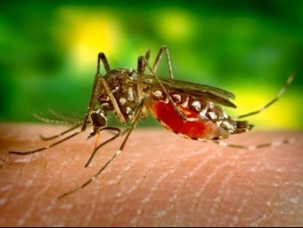 El mosquit del gènere ‘Aedes' transmet el virus Zika.  ARXIU