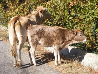 Laroca d'Albera (Rosselló). Vaques salvatges que entren dins del poble ARXIU