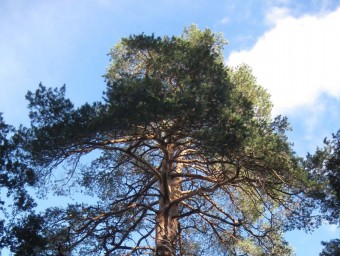 Un pinus sylvestris del Tossal Rodó és un dels exemplars que s'han localitzat i poden formar part de l'inventari EPN