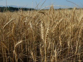 Imatge d'un camp de blat a Osona. ARXIU