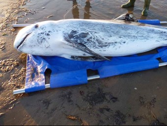 El dofí cap d'olla gris mort a Deltebre ACN