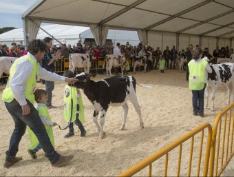 El Concurs morfològic de vaques que es va celebrar ahir al matí va tenir molta expectació. JOAN CASTRO / ICONNA