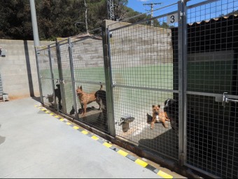 Una imatge recent de gossos del Centre d'Acollida d'Animals de la Selva (CAAS), a Tossa de Mar EL PUNT AVUI