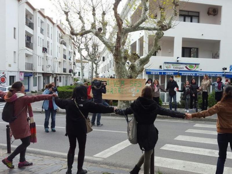 El passat mes d'abril els defensors dels platans de Cadaqués van impedir la tala prevista per l'Ajuntament envoltant els arbres amb una rotllana EL PUNT AVUI