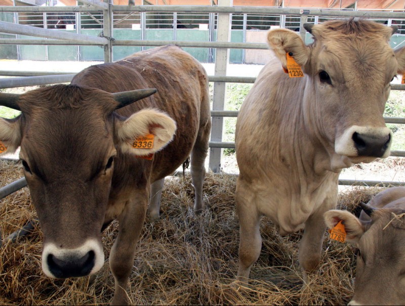 Una vaca a la zona d'expositors de ramaders en una anterior edició de la Fira de Sant Isidre de Solsona. ACN