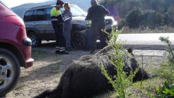 Un senglar va provocar un accident a la carretera de les Planes. TURA SOLER