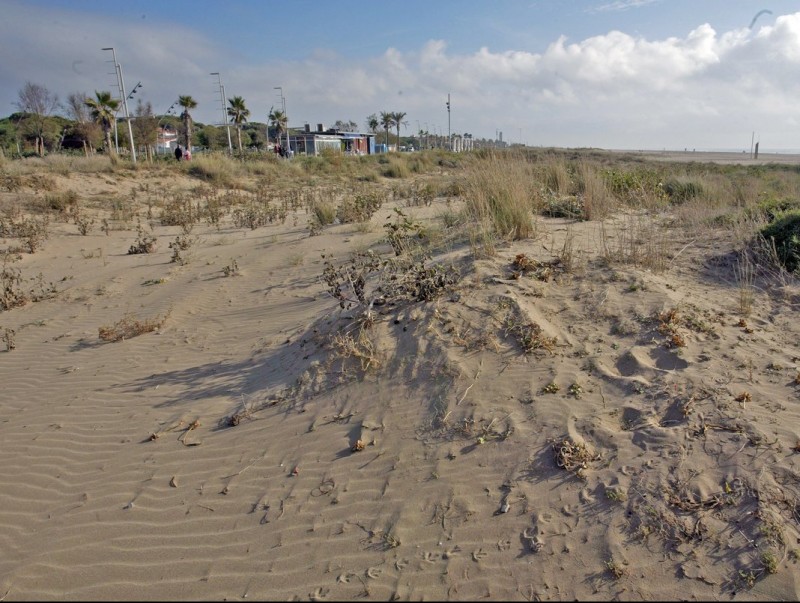 Una duna a la platja de Gavà, un dels municipis on s'estan conservant JUANMA RAMOS