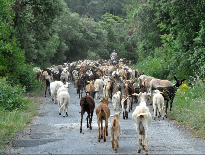 Un pastor de Vimbodí va fer el recorregut menant un ramat de 429 cabres en la inauguració del camí de carrerada EPN