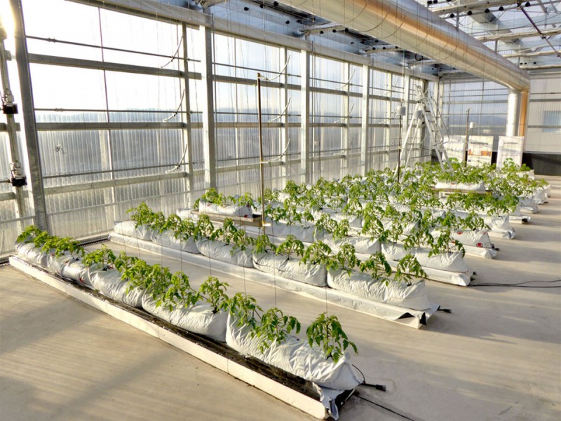 Al terrat de l'edifici de l'ICTA, el grup Sostenipra materialitza el seu projecte d'agricultura vertical.  ARXIU