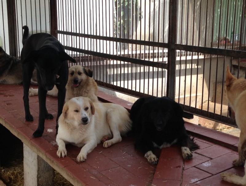 Gossos recollits a la protectora de Figueres en una imatge d'arxiu JOAN SABATER