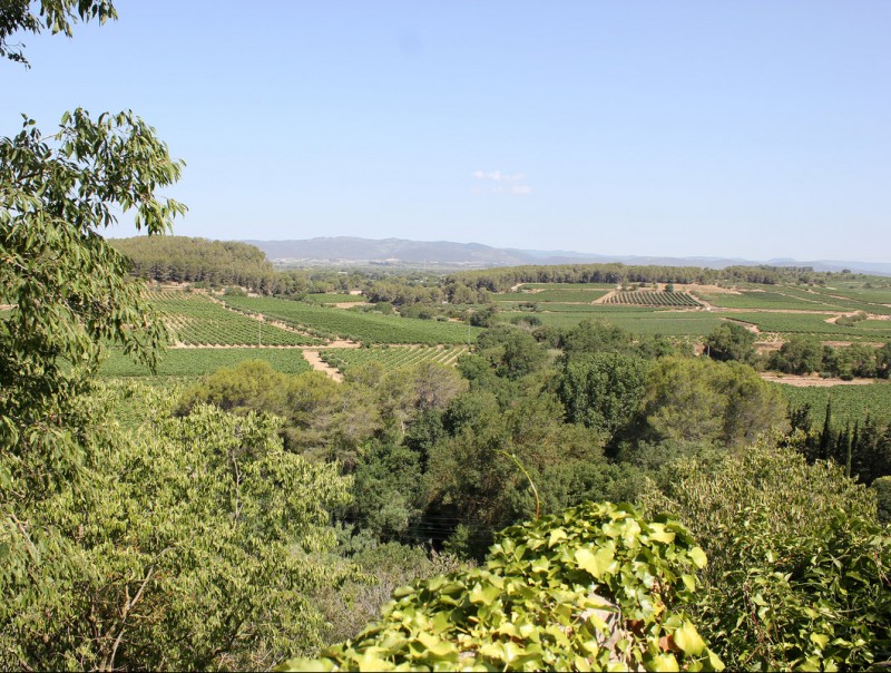 Vista d'unes vinyes al Baix Penedès. TAEMPUS / C. MORELL
