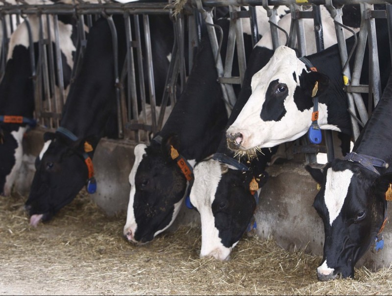 Un grup de vaques de Semega, de la Diputació de Girona. PERE DURAN