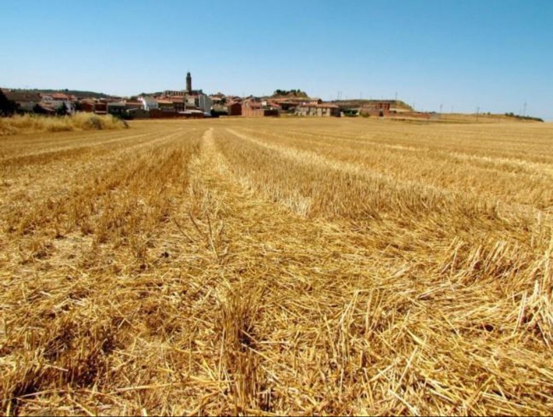 L'Alta Segarra és una comarca eminentment agrícola i des de Calaf es vol potenciar aquest sector. AJ. CALAF