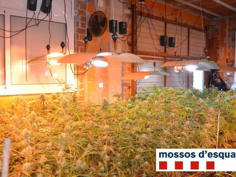 En un domicili de Lloret van trobar unes 800 plantes CME